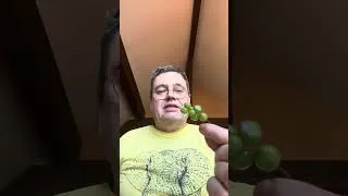 Miniature : Le Tamier commun : Raisin du diable ! #tamier #diable #plante #dualité #résilience #information