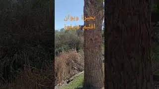 Miniature : بحيرة ويوان إقليم خنيفرة