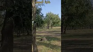 Miniature : غابة المعمورة