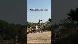 Miniature : Un réveil face aux girafes🦒🥹
