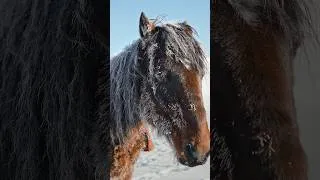Miniature : Un hiver glacé au Kirghizistan 🇰🇬 #aventure #voyage #kirghizistan #kyrgyzstan #hiver#cheval