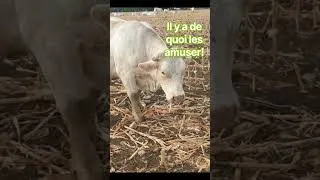 Miniature : Après quelque jours, les vaches continuent leur broutages dans le champs de maïs ensilé! #farming