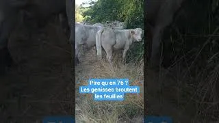 Miniature : broutage de feuilles pendant cette secheresse de 2026 #farming #vache