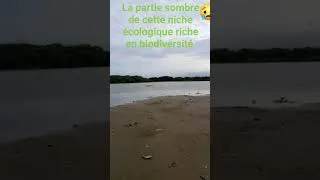 Miniature : HORREUR ! DÉSASTRE ÉCOLOGIQUE À LA LAGUNE DE MBALLING#mbour #planetearth #environnement #ecology