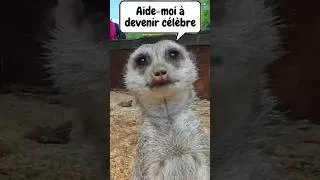 Miniature : Aide ce suricate à devenir une CÉLÉBRITÉ🌟