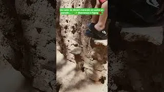 Miniature : 🌴✨ Figuig : Le Paradis Caché du Désert Marocain 🇲🇦🏜️