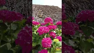 Miniature : La beauté du Parc naturel de Brière