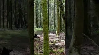 Miniature : Balade en forêt de Beffou, the sound of silence 🤫 🌳🌲
