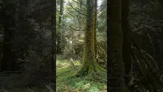 Miniature : En balade a Beffou, forêt 🌳 majestueuse des côtes d’armor
