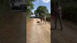Miniature : Cheval à vendre - Malak d'uranie - Vidéo 3 - equirodi.com