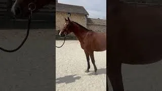 Miniature : Cheval à vendre - Cheval d’avenir  - Vidéo 3 - equirodi.com
