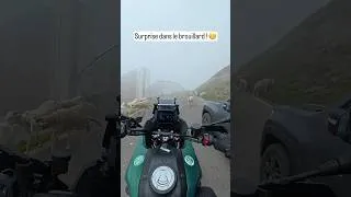 Miniature : Surprise dans le brouillard ! 😬 #moto #motard
