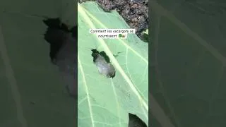 Miniature : Les escargots ont-ils une bouche ⁉️🤔🤔 #shorts #viral #escargot #achatina