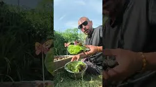 Miniature : 😎🇨🇵Bon Appétit à vous🇨🇵😎 #jardin #jardinage #potager #shorts