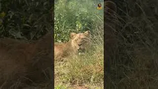 Miniature : C'était il y a un an déjà : nos lions en Afrique du Sud
