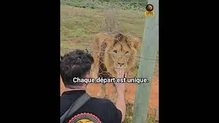Miniature : Roar Project III : Faites un don pour transférer des servals
