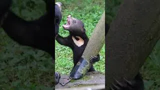 Miniature : Bébé ours malais #animaux #ours #sunbear