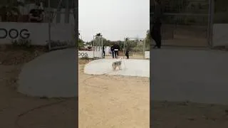 Miniature : Chien peureux : le test de la porte !