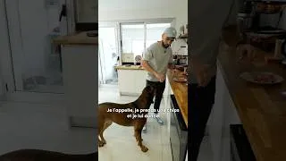 Miniature : Votre chien réclame ? 😰 Voici tous les conseils que PERSONNE ne vous donne !