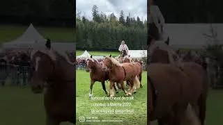Miniature : Camille Pujol et ses 6 chevaux comtois. #espritrait #comtois
