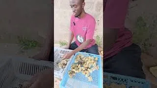 Miniature : ESSEMVO–AFRIQUE  🔹 Vente de poussins caille robustes et sélectionnés  🔹 Avec Ingénieur Samassi