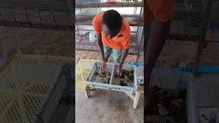 Miniature : 61 Cailleteaux disponible à bon prix 📍Man, Côte d’Ivoire / Ingénieur Samassi Abdoul Ramzi de Essemvo