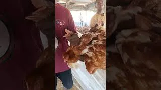 Miniature : JOUR 59 DEBECQUAGE OU EPOINTAGE DES POULES PONDEUSES