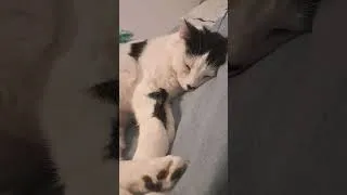 Miniature : Petit moment doux avec mon "petit" chat 😻