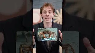 Miniature : 🦀 Et si l’évolution nous “transformait” tous en crabes ?