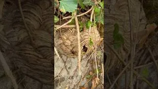 Miniature : Un nid de frelon asiatique juste devant la maison #frelons #nature