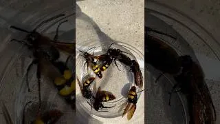 Miniature : Scolie à front  Jaune, insectes, inoffensif ￼