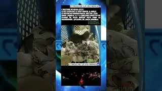 Miniature : Micha 🐈#éveil #shortsvideo #chat #laughing #rir #rire #reels #chats