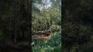 Miniature : Mud, Rock and Vine 2024