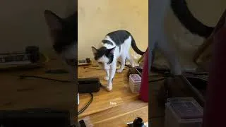 Miniature : nouvelle coupe !
