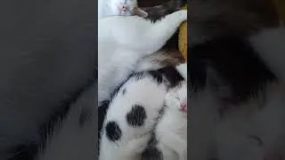 Miniature : Sleeping... Zen 😌🥰