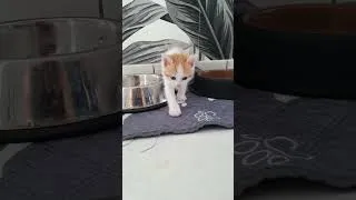 Miniature : La vie c'est ça aussi..  les petits chatons tout mignon 😍
