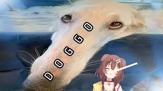 Miniature : doggo