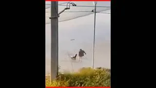 Miniature : un phoque 🦦 pourchasse cet homme #animaux #insolite #action