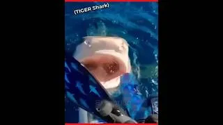 Miniature : Attaque de requin 🦈 #animals #action #viral