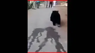 Miniature : MYSTÉRIEUX Ours 🐻 #insolite #animals #viral