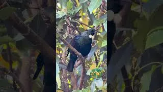 Miniature : Le chant incroyable du Tui 🇳🇿🐦 | Nouvelle-Zélande #nouvellezélande #vanlifevoyages #travel