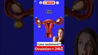 Miniature : Pourquoi l’ovulation ne dure qu’un jour ? #ovulation #shorts