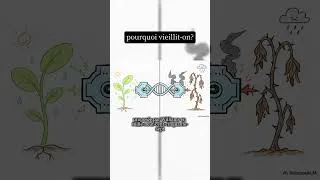 Miniature : Pourquoi vieillit-on ?#science #biologie #vieillissement