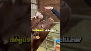 Miniature : Idée week-end à la campagne 🥕