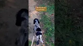 Miniature : Dressage de mon cocker à ses 4 mois… vidéo complète sur la chaîne ! #chien #cockerspaniel #dressage