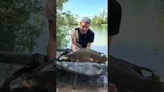Miniature : Magnifique coco pris en plein après-midi incroyables #fishing #carpfishing #carp #decathlon #fish