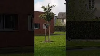 Miniature : Etourneau nourrissage detourné