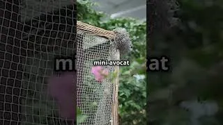Miniature : Les 5 Animaux les Plus Intelligents du Monde… Le Numéro 1 Va Vous Surprendre! 😱 #top5 #youtubeshorts