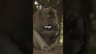 Miniature : 🐒😱 Ces 5 Animaux Agissent Comme des Humains… et C’est Troublant! #top5 #naturelovers #youtubeshorts