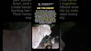 Miniature : A Predator and Her Prey Became Family 🐱🤍